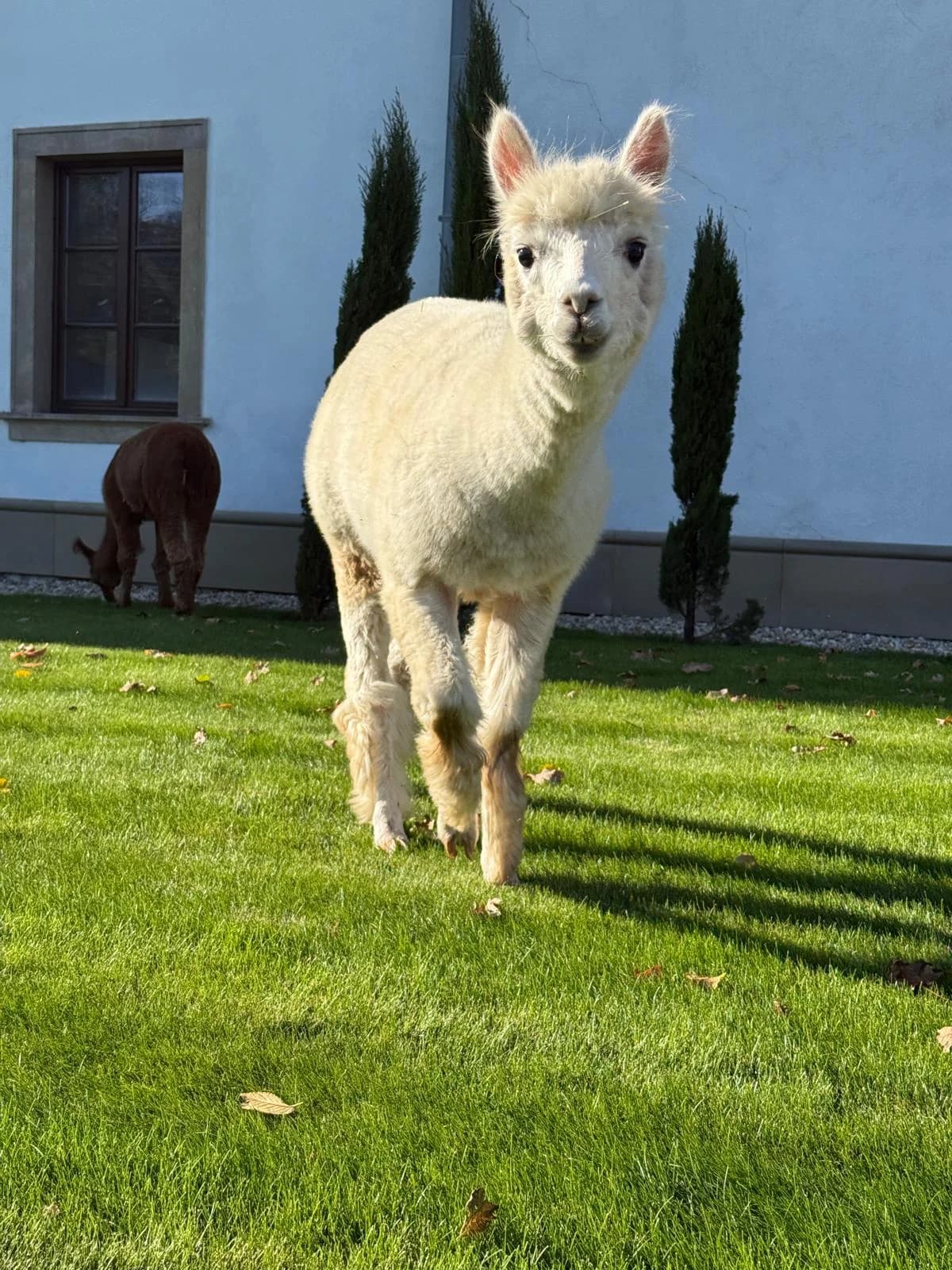 Alpaky v parku kaštieľa